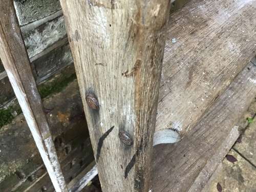 Vintage folding ladder